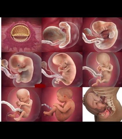 fetal development week by week